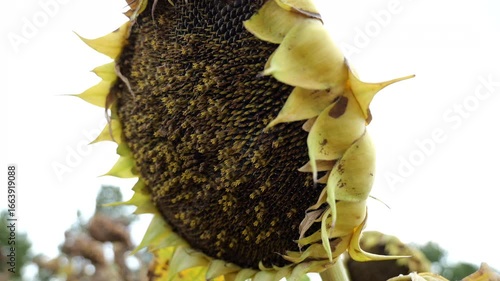 sunflower field ready for harvest