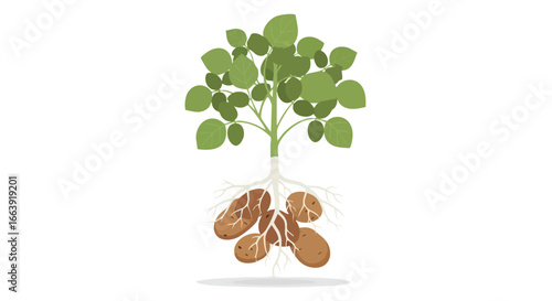 Illustration of potato plant showing leaves, stem, roots and underground tubers against a white background highlighting growth stages