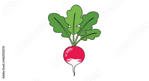 Radiant Radish: A Vibrant Hand-Drawn Illustration of Garden Fresh Produce Depicting Purity and Simplicity in a Clean Design for Healthy Eating