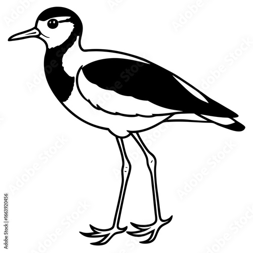 Simple Lapwing Illustration