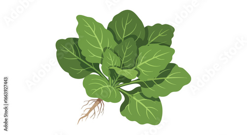 Vibrant illustration of a spinach plant showcasing its rich green leaves and intricate root system on a clean white backdrop ideal for culinary or