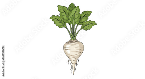 Hand-drawn sugar beet plant with lush green leaves isolated on white background displaying freshness and natural growth representing healthy food