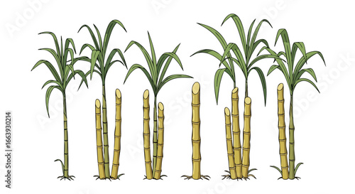 Sugarcane stalks with vibrant green leaves against a clean backdrop offering a glimpse into agriculture and tropical ecosystems perfect for design
