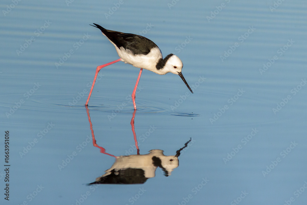 Obraz premium Pied Stilt with Reflection in Still Wetland Water