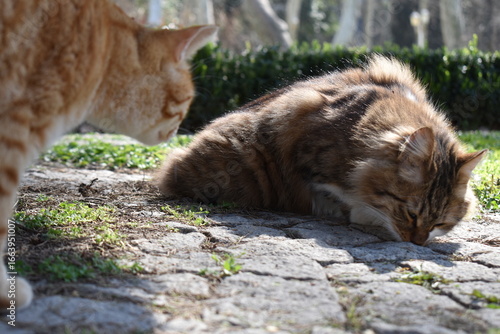 Canvas Print cats in grass