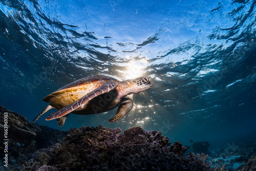 Fototapeta Naklejka Na Ścianę i Meble -  A green sea turtle glides peacefully over the coral reef at Lady Elliot Island, Great Barrier Reef, Australia.