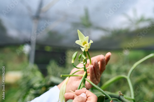 Hand-pollinating vanilla orchid blossom using toothpick inside greenhouse, showcasing manual agricultural technique for vanilla crop production and spice processing