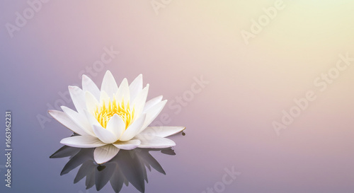 A single white lotus flower with yellow center floating on water with reflection and pastel background