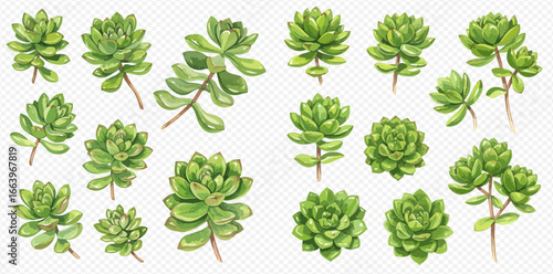 A beautiful collection of hand-drawn green succulent plants, showcasing various rosettes and stems on a transparent background.