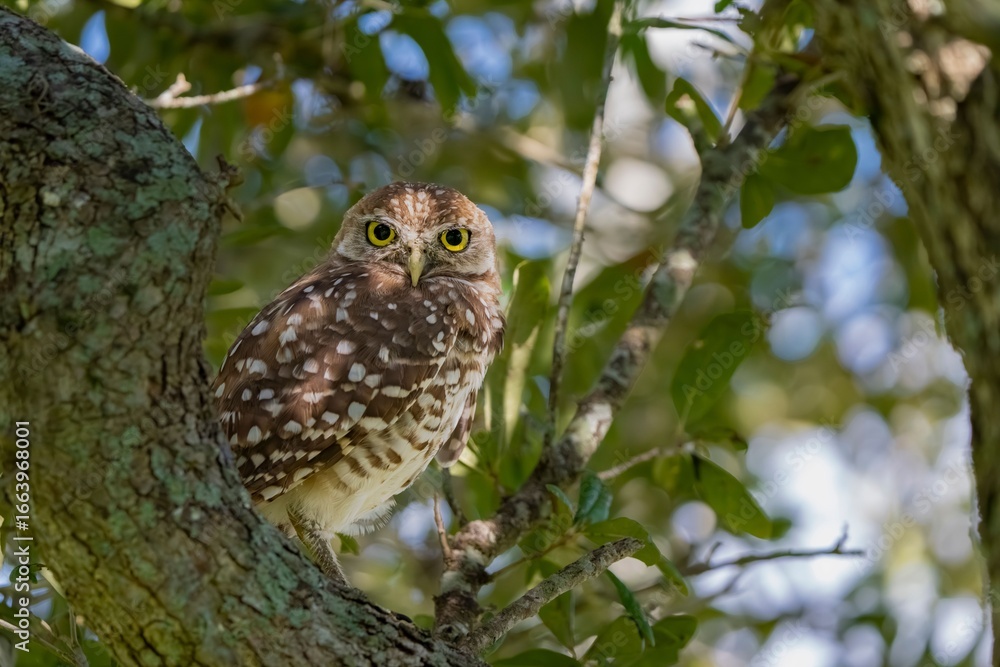 Obraz premium Burrowing owl perched on a tree branch.
