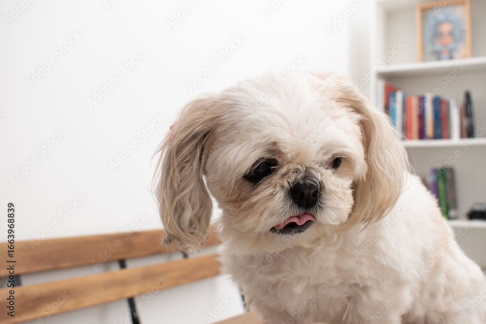 Elegant Shih Tzu Sitting Indoors Elegant Shih Tzu Sitting Indoors