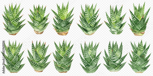 A collection of twelve watercolor illustrations of green striped Haworthia succulent plants, isolated on a transparent background.
