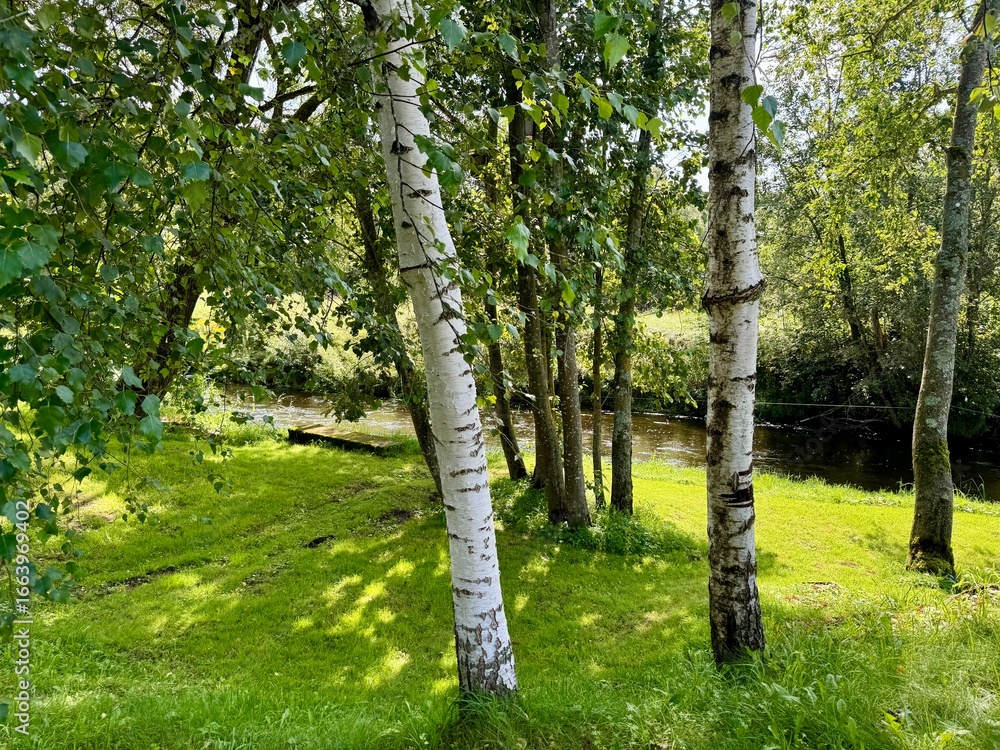 Fototapeta premium White birch tree trunks with fresh green leaves growing on a sunny meadow