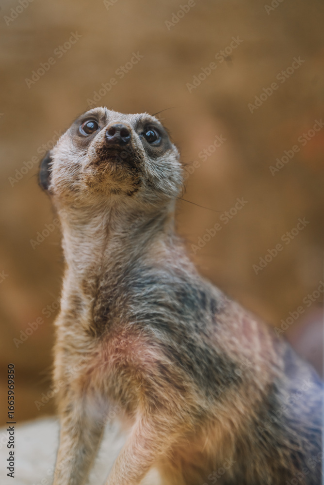 Fototapeta premium meerkat on the lookout