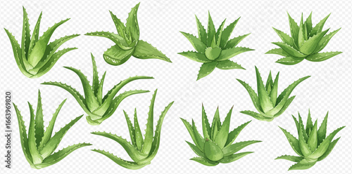 A collection of vibrant green aloe vera plants, illustrated in a detailed watercolor style from multiple perspectives on a transparent background.