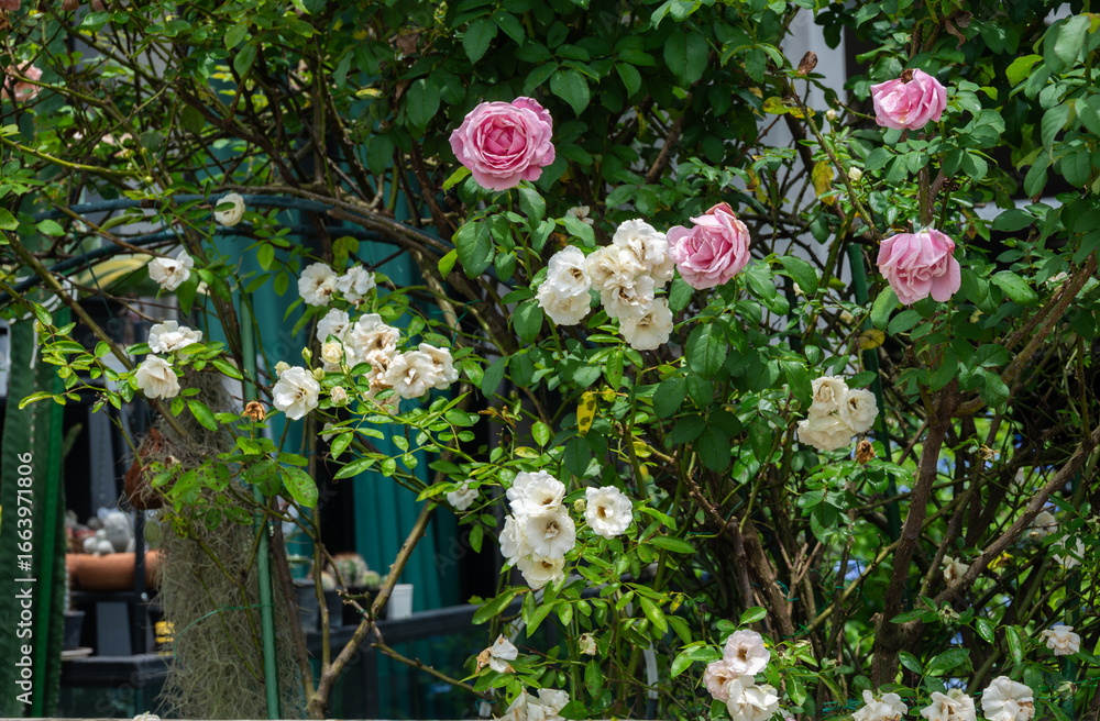 Obraz premium Various kind of roses flower blooming like a hedge plant. Rose is a subdivision of the larger category of flowering plants, which are defined by their ability to produce flowers.