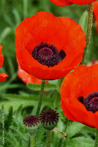 Ephemeral Blossoms of Fire and Silk, Born of Summer’s Warmth