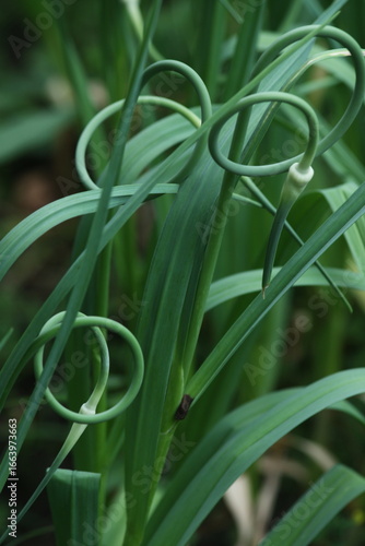 The Serpentine Dance of Garlic Scapes Curling Toward the Morning Light