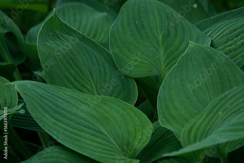 In the Quiet Shelter of Enormous Leaves, the Garden Breathes in Green Stillness