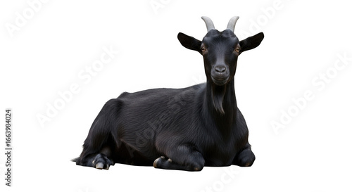 A majestic black goat with impressive horns rests peacefully on a transparent background showcasing its natural beauty and calm demeanor