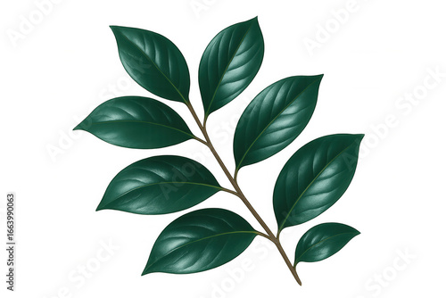 Verdant leaf with prominent veining, delicately hanging from slender branch, transparent backdrop highlighting botanical detail