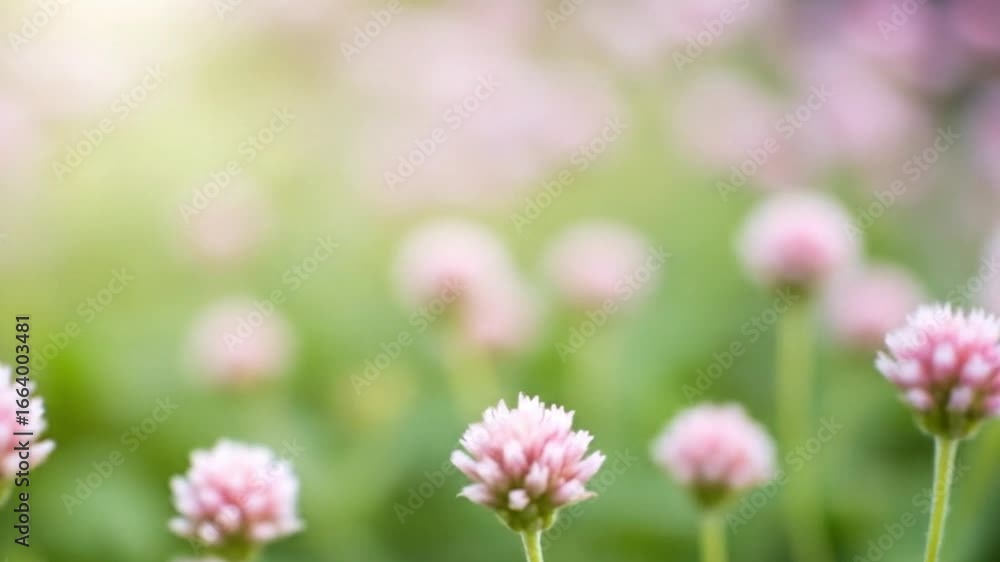 Pink clover flowers bloom in a field shallow depth of field with blurred background Pink clover flowers bloom in a field shallow depth of field with blurred background
