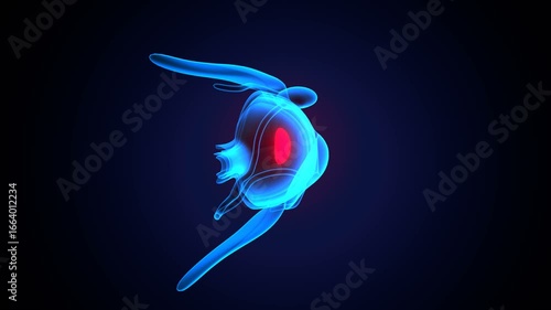 human eye retina and cornea, anatomy. 3d render