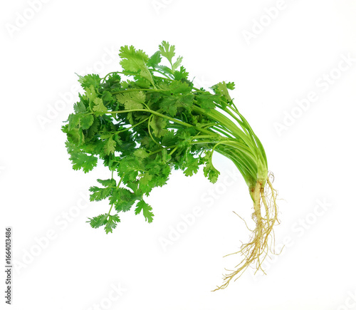 Photos fresh green cilantro isolated on white background