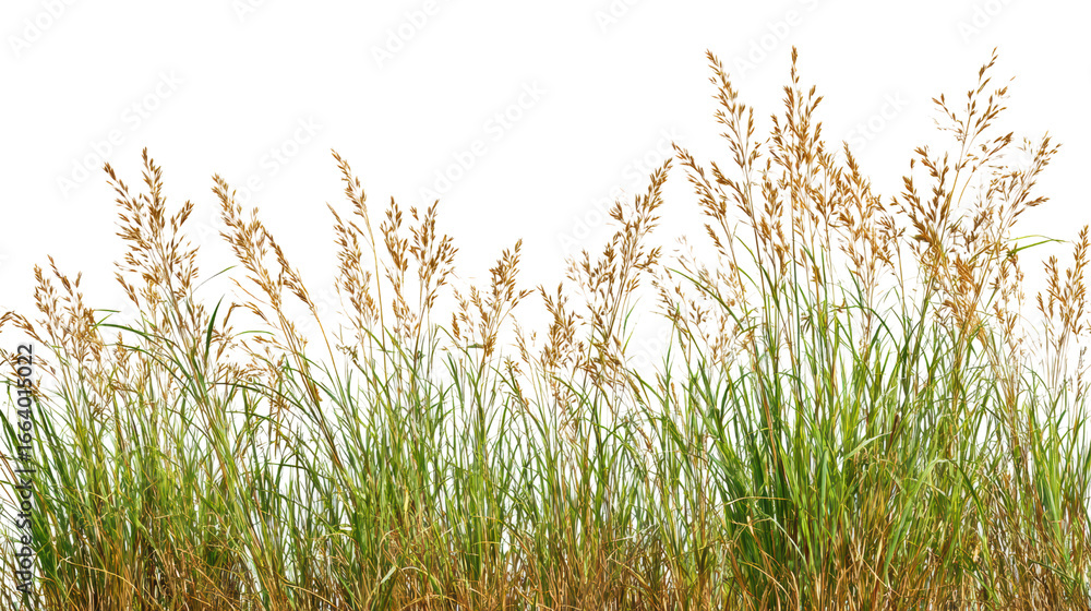 Fototapeta premium Tall grass with golden tips against a white isolated background.