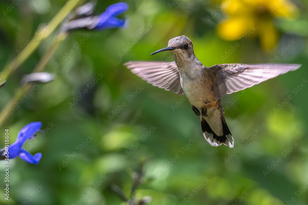 Naklejka premium Female ruby-throated hummingbird in flight next to bright blue flowers.