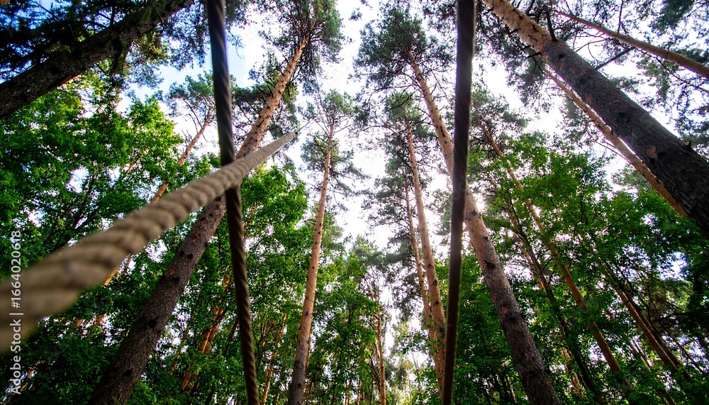 Fototapeta premium Tall trees and ropes stretch across a dense forest canopy, inviting exploration and adventure.