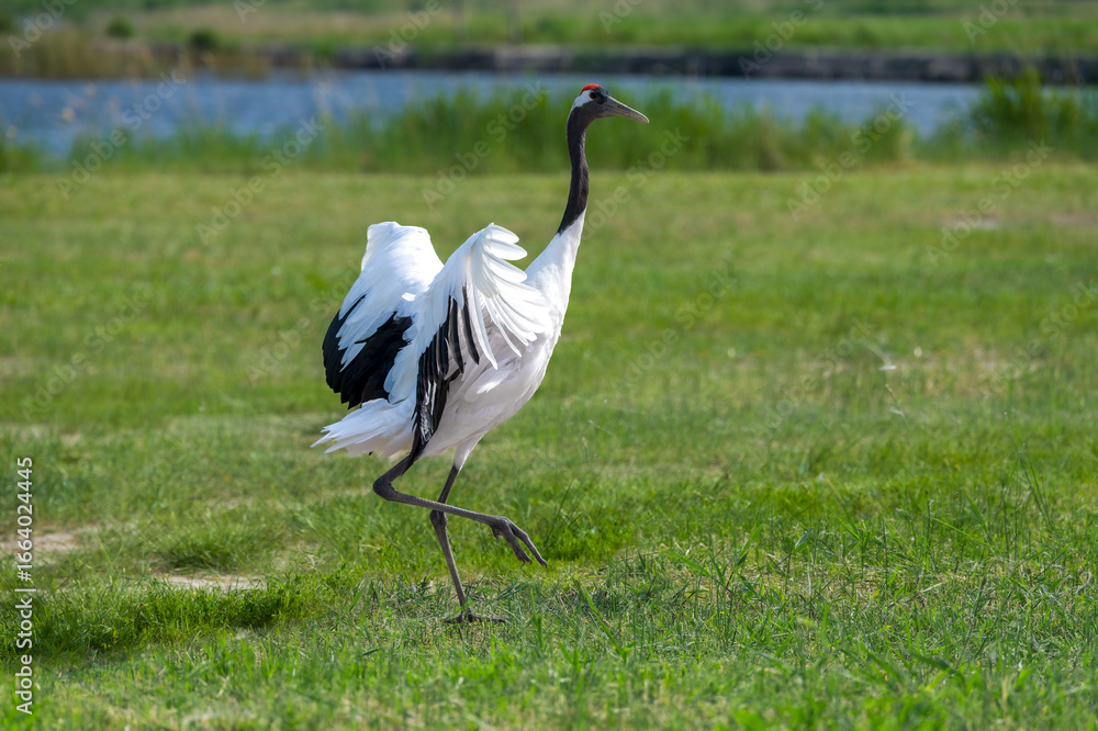 Fototapeta premium The red-crowned cranes flying in the Momoge National Nature Reserve, Jilin Province, China.