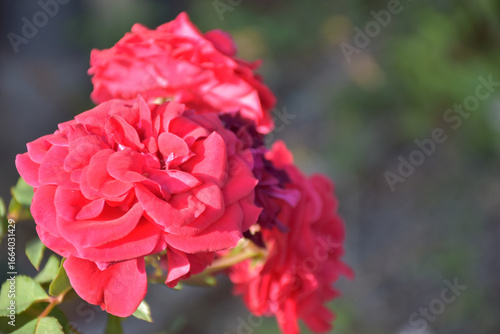 Blurred background, elegant red roses in a natural and well-maintained outdoor garden, is a wallpaper for the web, can be used as a beautiful composition.