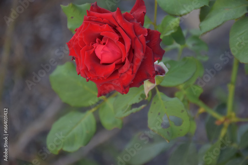 Red roses, dark wood, used on Valentine's Day, weddings, everyone.