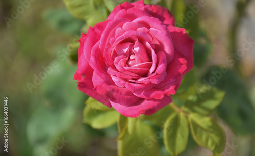 Red rose, dark wood, used for Valentine's Day, background used for illustration.