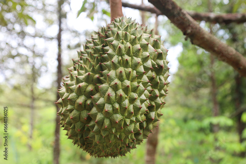 Fotografie Close-up of fresh green durian fruits on the tree in the organic farm