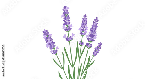 Elegant lavender stems arranged in charming clusters against a bright white backdrop
