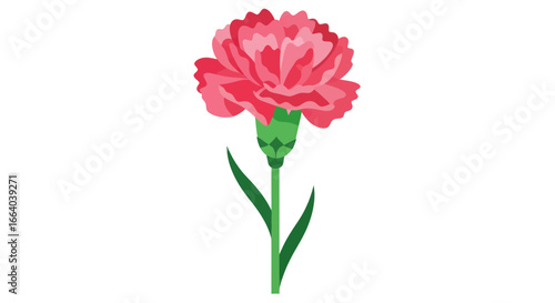 Vibrant carnation blooms in pink hues and green stem isolated on white backdrop
