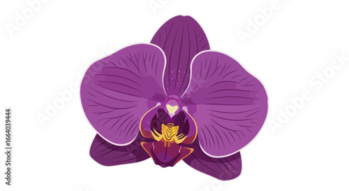 Elegant botanical illustration of a vibrant purple orchid with intricate floral details and