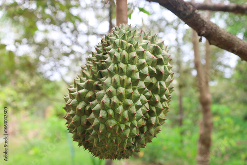 Fotografie Close-up of fresh green durian fruits on the tree in the organic farm