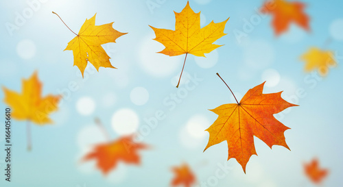 Autumn Maple Leaves Falling in Soft Bokeh Background.