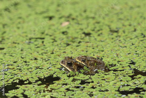 Two Duttaphrynus melanostictus mating on a pond covered with green Azolla cristata