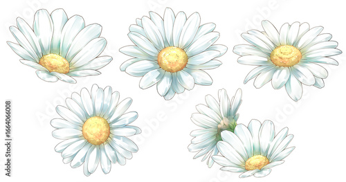 Photos White Marguerite with various expressions