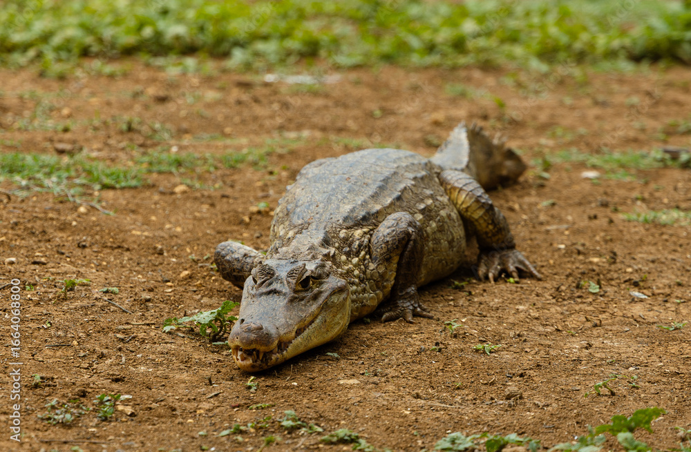 Obraz premium Close-up of Crocodile Eye and Scaly Skin