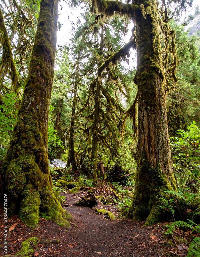 Fototapeta premium Lush forest path, mossy trees (1)