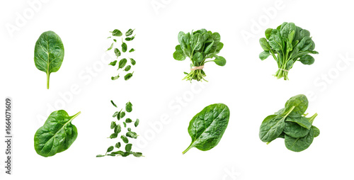 Collection of Spinach isolate on transparency background