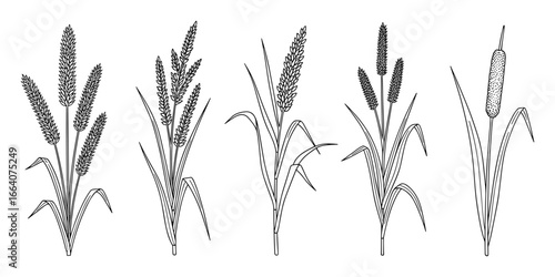 Botanical illustration of various bulrush plants, featuring cattails and other grain stalks in black and white