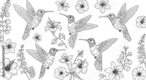 Delicate line art illustration of hummingbirds hovering around blooming hibiscus and other flowers, perfect for decorative designs.