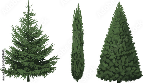 Realistic conifer tree vector set, pine, cypress, and fir tree illustration for landscape, forest, nature design, and seasonal projects
