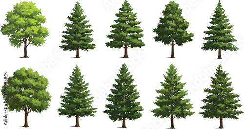 Set of twelve green trees, mixed deciduous and coniferous, nature collection, isolated white background, vector illustration, seasonal foliage, outdoor plants
